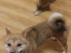 -柴犬高等学院·狗咖·柴犬售卖·宠物训练