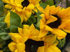 -循礼门鲜花花市(武汉循礼门店)