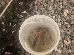 -DGE季风钓虾营地·团建·聚会