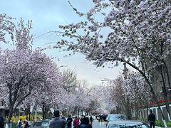 -中环花鸟鱼虫市场