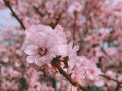 -杭州植物园