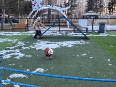 -宠乐会宠物乐园