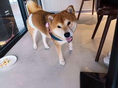 -百好乐宠物友好餐厅(朝外大街店)
