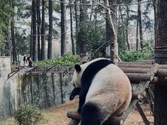 -安吉竹博园