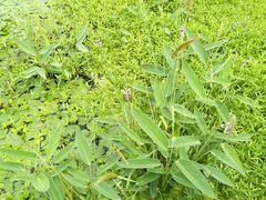 -荷塘月色湿地公园·向阳花洲