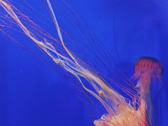 -上海海洋水族馆