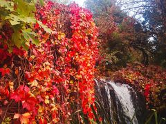 -大兴滨河森林公园