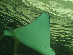 -悉尼海洋生物水族馆