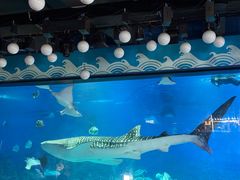 -烟台海昌鲸鲨海洋公园