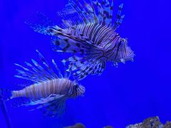 -太平洋海底世界