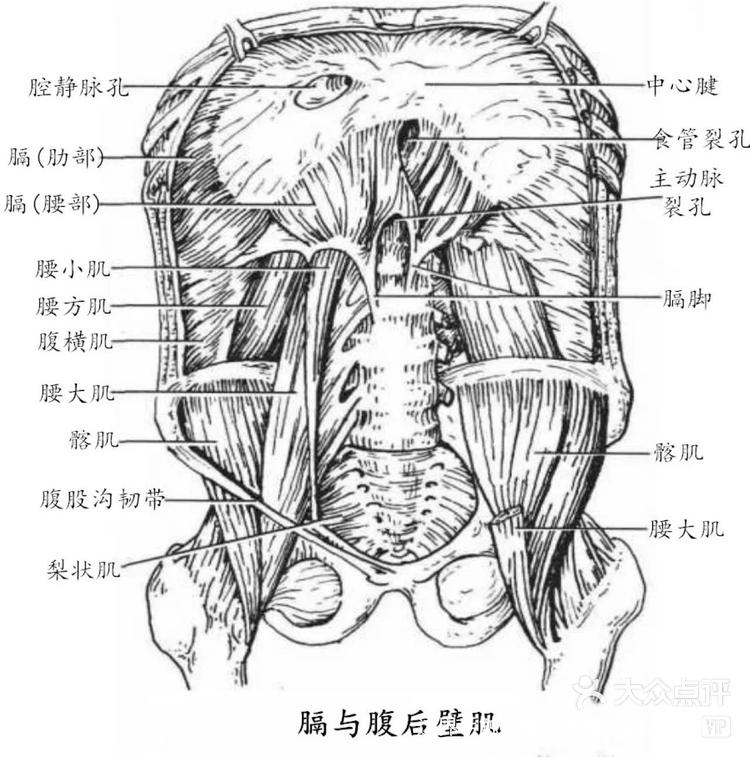 横隔膜位置图片