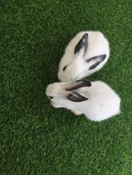 点击看大图 -萌宠亲子动物乐园(槐房万达店)