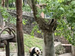 -都江堰中华大熊猫苑