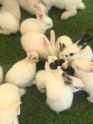 -萌宠亲子动物乐园(槐房万达店)