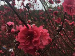 -常德桃花源景区