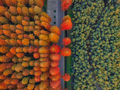 -黄海国家森林公园