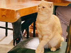 -猫小院猫主题餐厅(三里屯店)