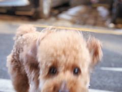 -北京赛佳动物医院