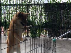 -柴犬高等学院·狗咖·柴犬售卖·宠物训练