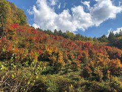 -天女山森林公园