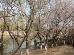 -桃花堤公园