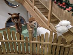 -藦茜花园宠物主题亲子互动体验馆(国顺东路店)