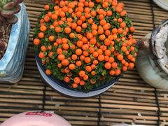 -李村大集