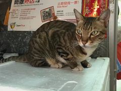 -大澳