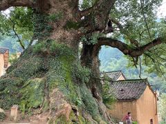 -杨家堂村