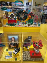 -LEGO(国贸商城店)