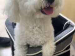 -美联众合动物医院·24h转诊中心