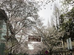 -陶记正宗德州扒鸡(科巷店)