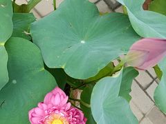-莲花池公园
