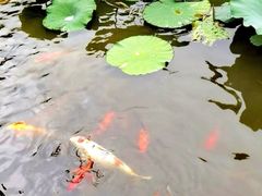 -龙头寺公园