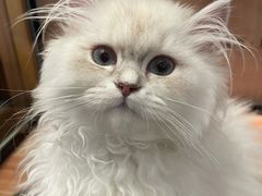 -袖虎·猫馆(体育西路店)