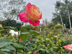 -人民公园(罗湖区)