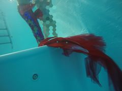 -上海潜殿潜水中心