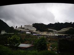 -金马仑薰衣草花园(Cameron Lavender)