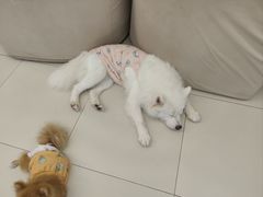 -怪兽屋·羊驼·猫咖·狗咖(俊华广场店)