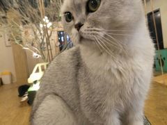-萌喵咖啡屋(人民东路4号口M16商铺店)