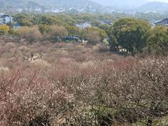 -香雪海