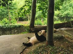-都江堰中华大熊猫苑