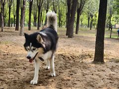 -爪吧宠物乐园 (温榆河示范区店)