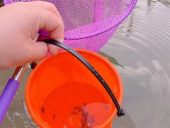 -皇粮浜湿地公园