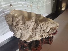 -青岛贝壳博物馆