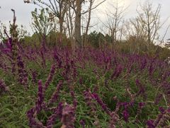 -昆山城市生态森林公园