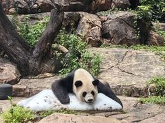 -广州长隆野生动物世界