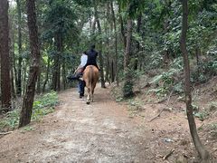 -铁山坪森林公园