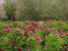 -洛阳市隋唐城遗址植物园