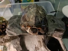 -粉墨私人影院•无人自助(维多利亚店)